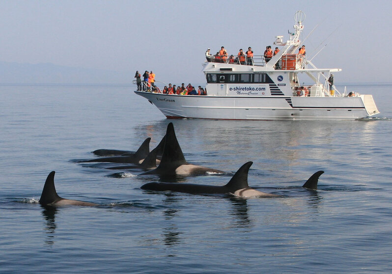 Shiretoko Whale Watching on a boat