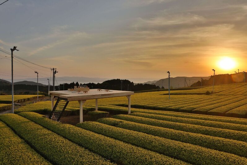 tea tourism ureshino