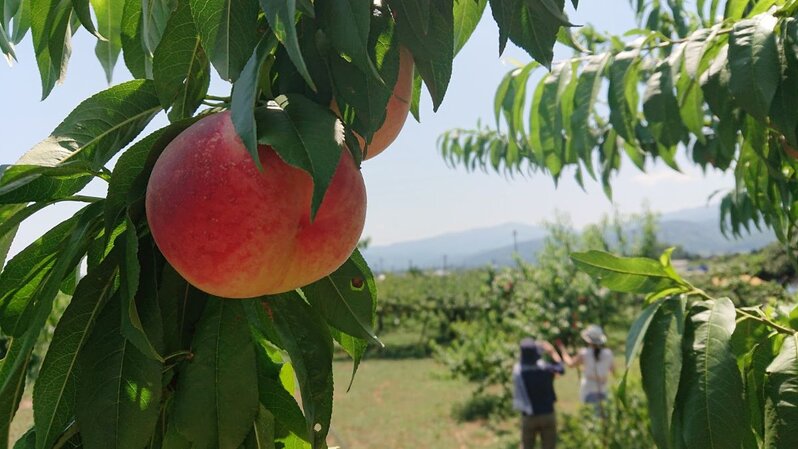 Peaches in Fukushima