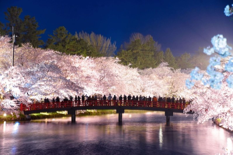 cherry blossoms in tohoku