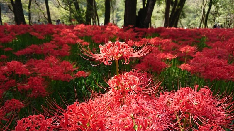 red spider lilies japan