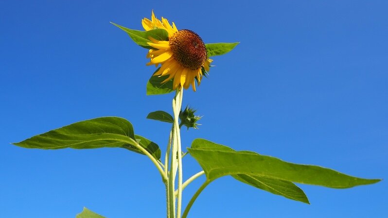 summer in japan