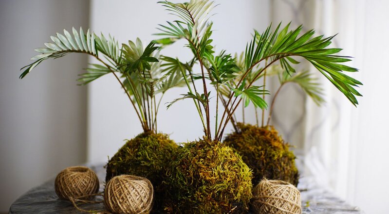 What is kokedama? 