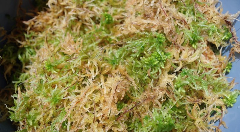 Spagnum moss for kokedama