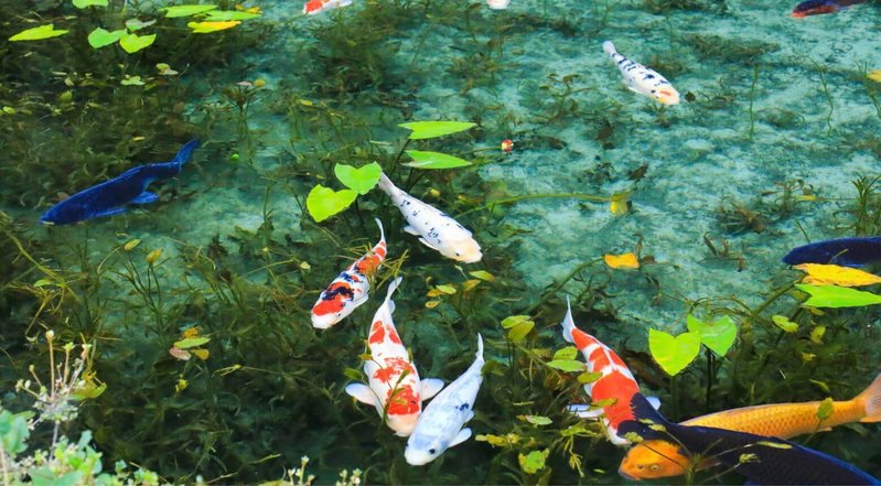 Monet's Pond Gifu history, location